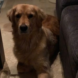 Meet your Posher, Sherry